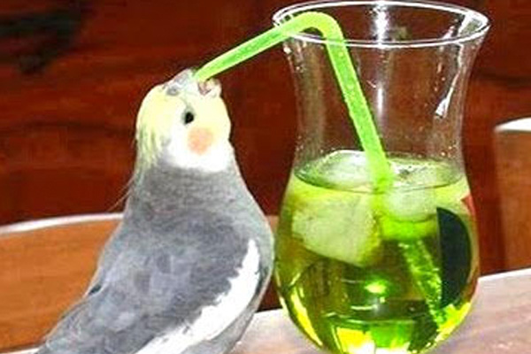 addiction recovery ebulletin more birds getting drunk