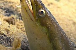 addiction recovery ebulletin eels on cocaine