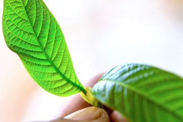 addiction recovery ebulletin kratom opioid answer