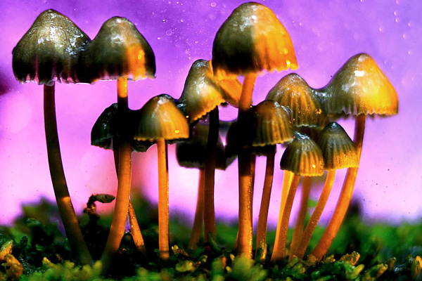 addiction recovery ebulletin legalize magic mushrooms