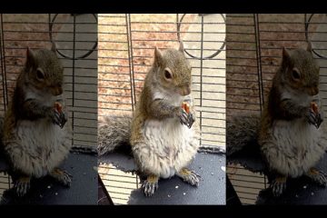 addiction recovery ebulletin meth squirrel2