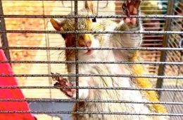addiction recovery ebulletin meth to squirrel