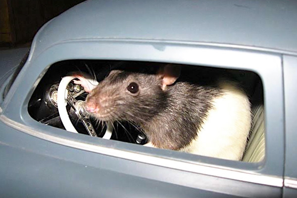 addiction recovery ebulletin rats drive cars