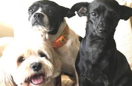 addiction recovery ebulletin yelling at dogs