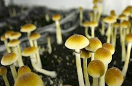 addiction recovery ebulletin Scientists and Psychedelics