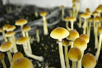 addiction recovery ebulletin Scientists and Psychedelics