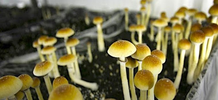 addiction recovery ebulletin Scientists and Psychedelics
