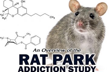 addiction recovery ebulletin rat park film