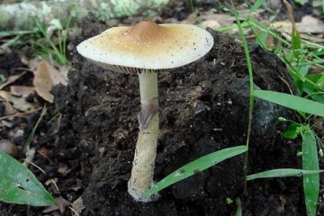 addiction recovery ebulletin Decriminalization mushrooms