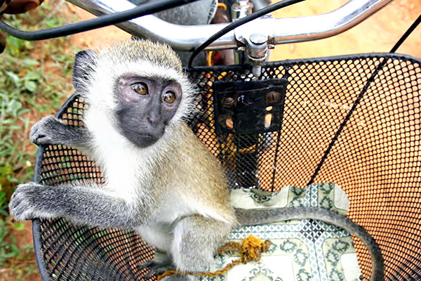 addiction recovery ebulletin monkey experiments